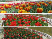 زیبایی بهار با کاشت ۲۰ هزار گل لاله در بوستان‌های منطقه ۴