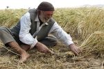 خرید ۵ میلیون تُن گندم با وجود کم‌آبی/ ۳۶۱ هزار کشاورز در خط مقدم تأمین امنیت غذایی کشور