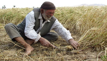 خرید ۵ میلیون تُن گندم با وجود کم‌آبی/ ۳۶۱ هزار کشاورز در خط مقدم تأمین امنیت غذایی کشور