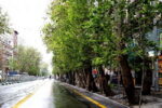 ۱۰۰  اصله درخت چنار جایگزین درختان خشک ولیعصر شد