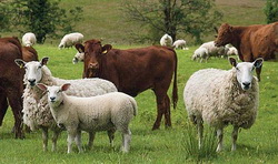 رشد ۷۰ درصدی تسهیلات پرداختی بانک کشاورزی برای خودکفایی گوشت قرمز و پرورش دام