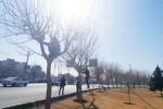 هرس بیش از ۸ هزار اصله درخت در ۶ماهه دوم سال در منطقه ۲۰